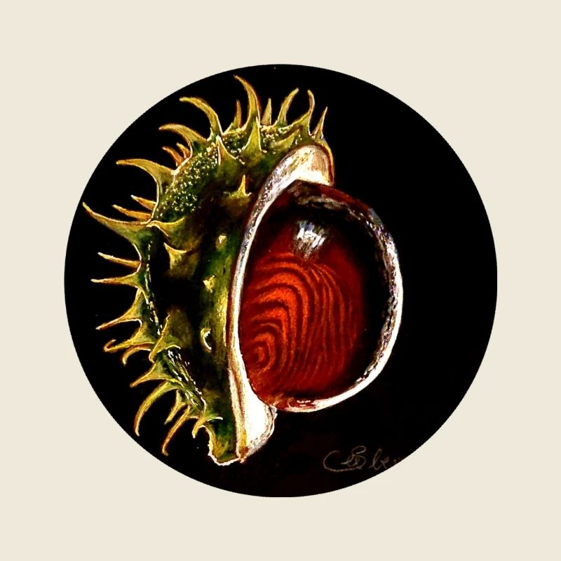 Kastanie/ Chestnut/Conker