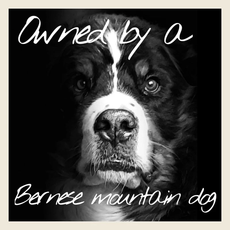 Bernese Mountain Dog