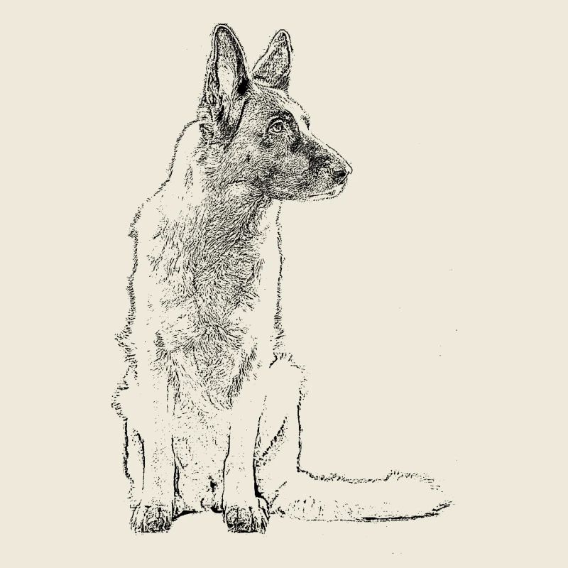 Schäferhund sitzend