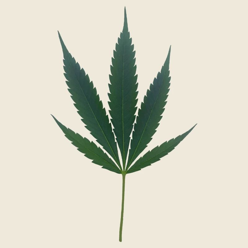 C’est l’heure du cannabis