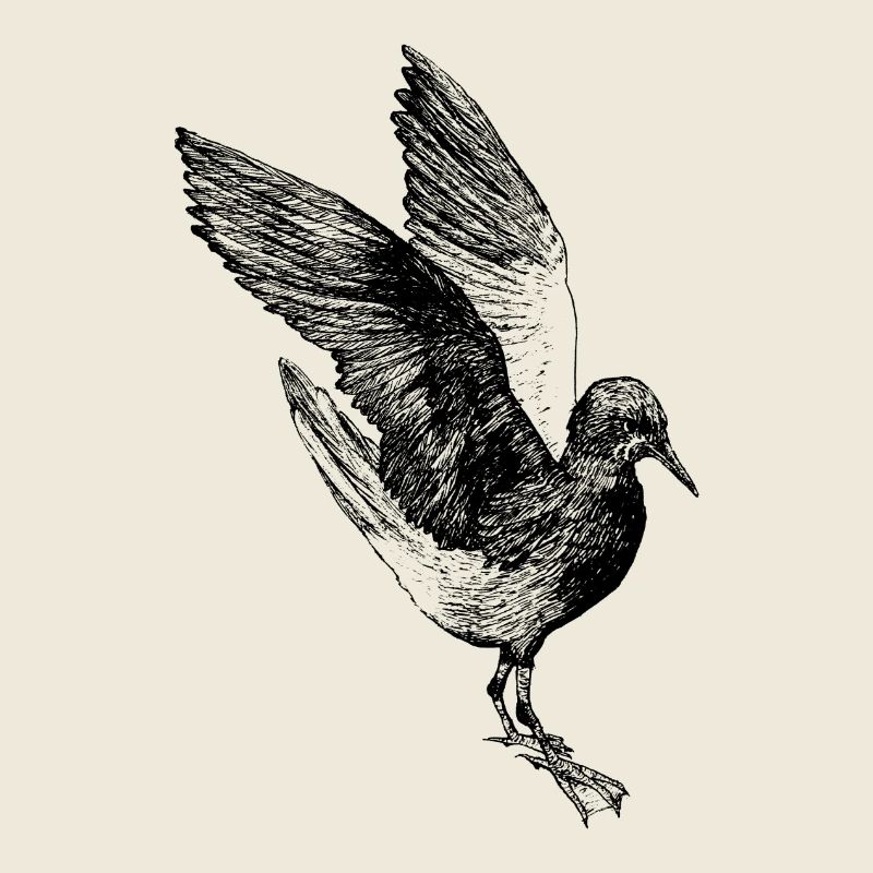 Sterne à ailes blanches gracieuse