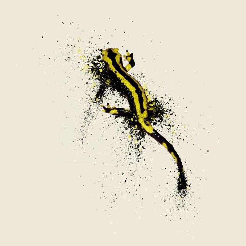 Gefleckte Salamander