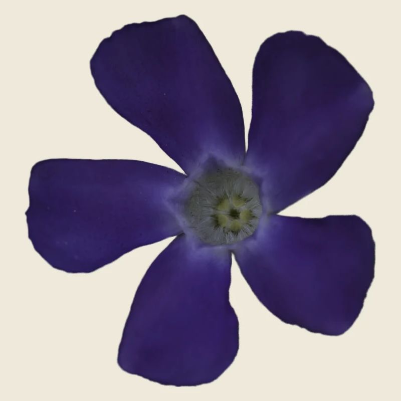 Fleur pourpre pervenche