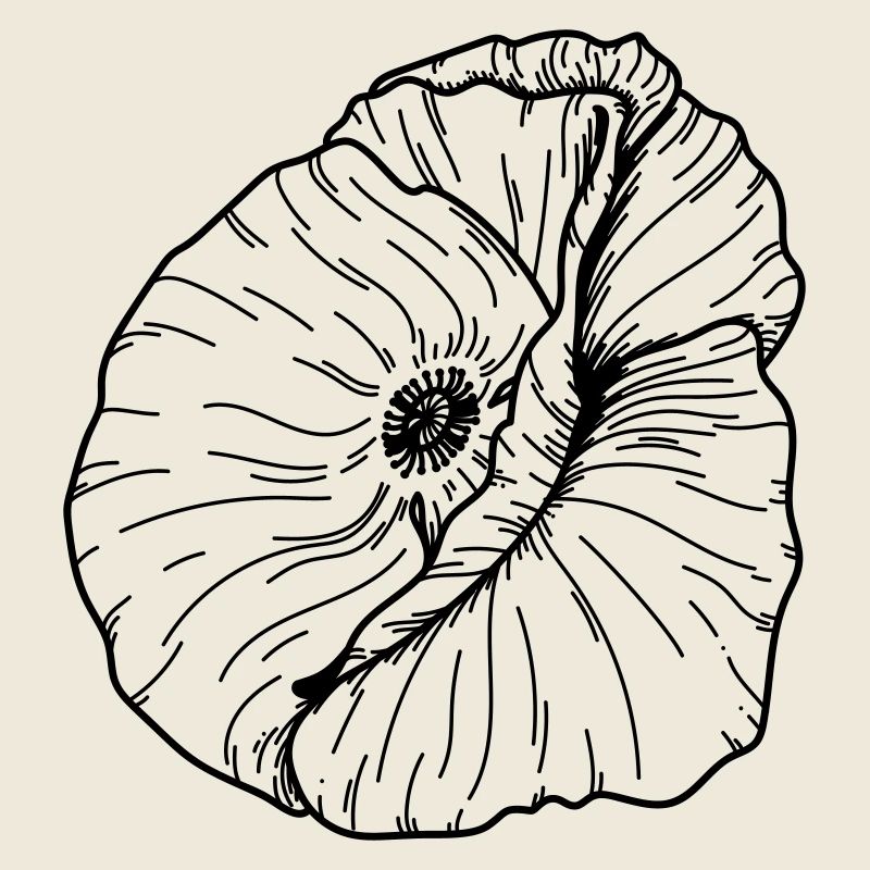Mohn Blume 20 Zeichenfläche 12