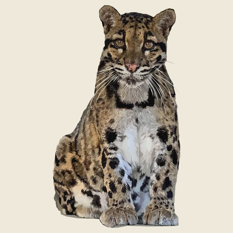 Clouded leopard
