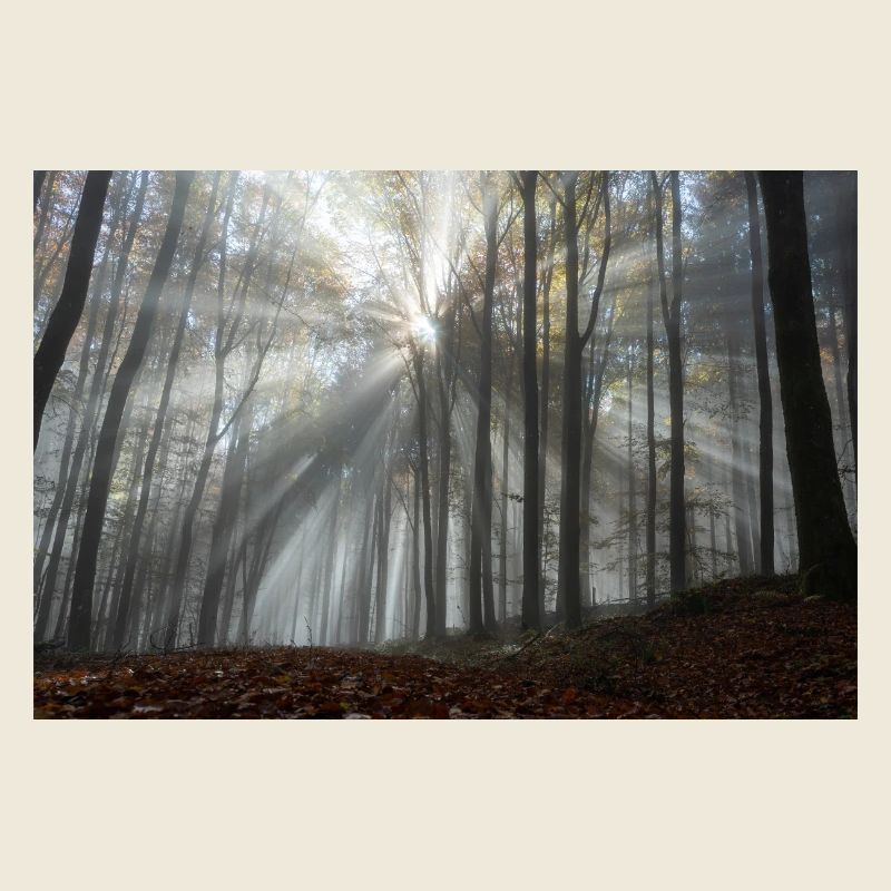 L’éclat de la forêt