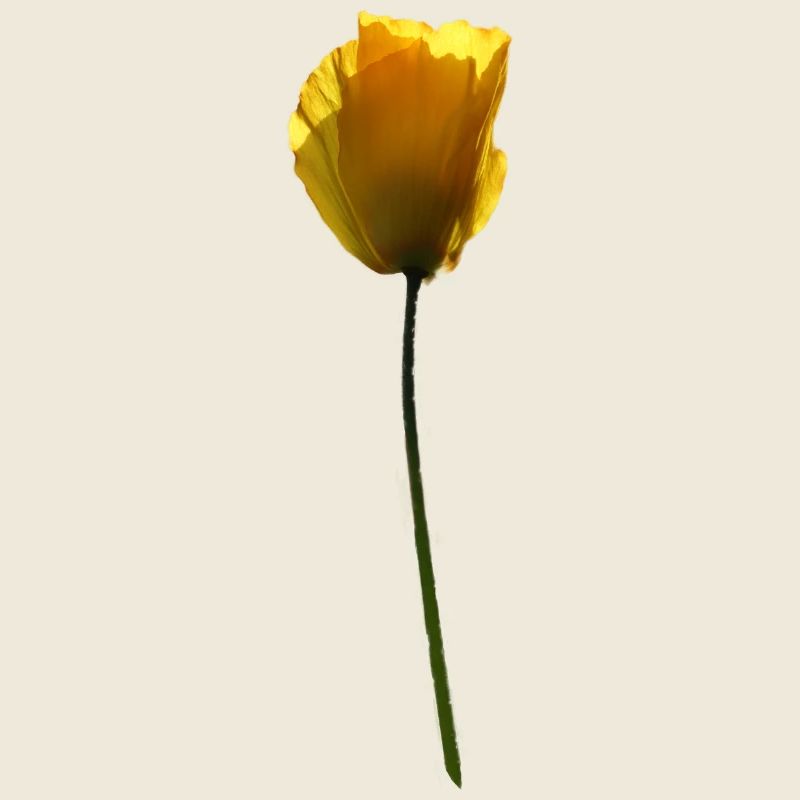 gelbe Mohnblume Mohn