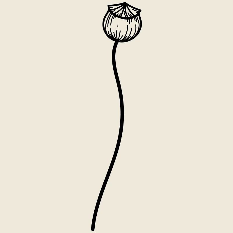 Poppy Flower 2