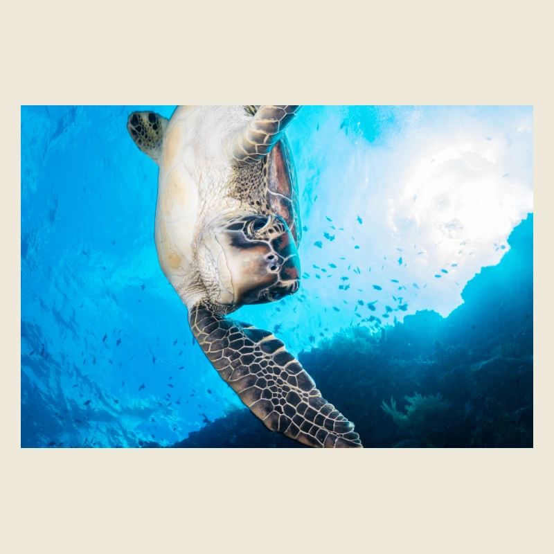 Schildkröte