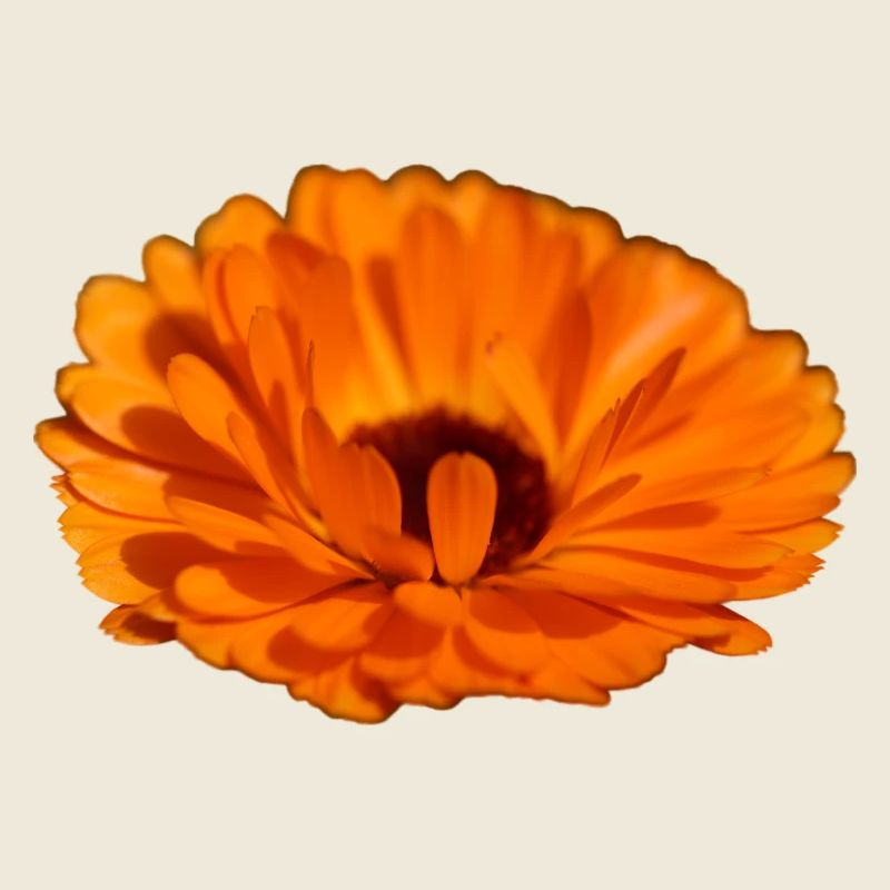 Ringelblume