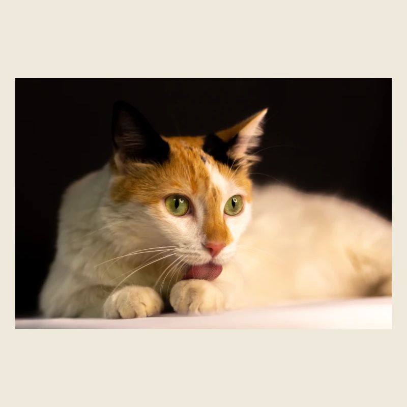 Die Katze