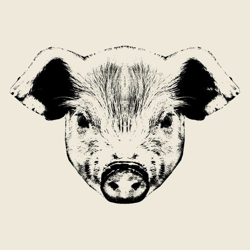 Piglet / Pig / Portrait