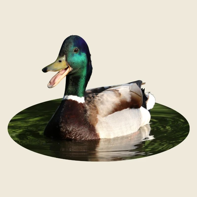 Canard colvert