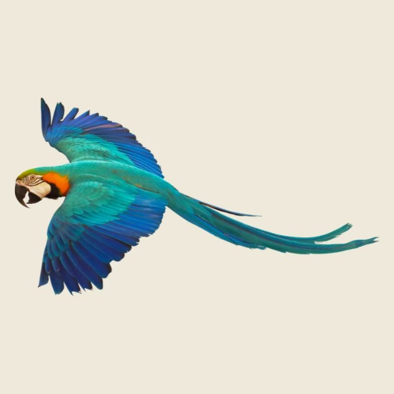 Macaw