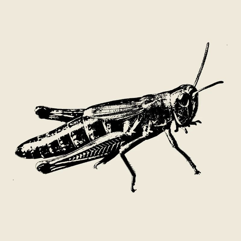 grasshopper graphic