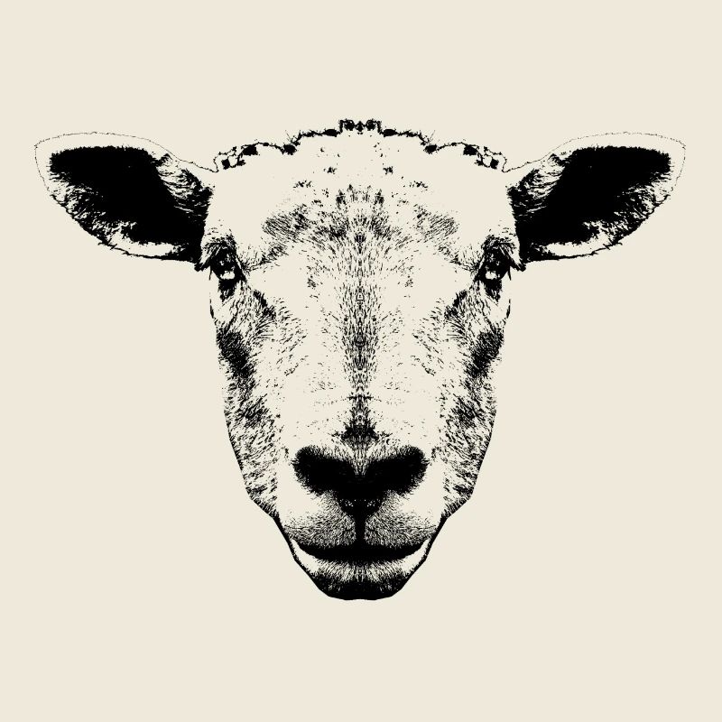Sheep / Portrait / Head