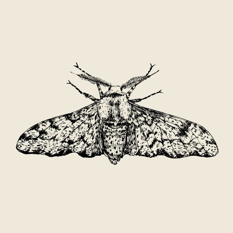 Light Birch Moth