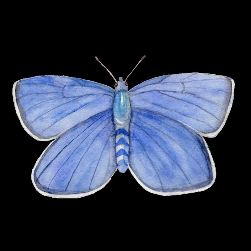 Schmetterling Blau