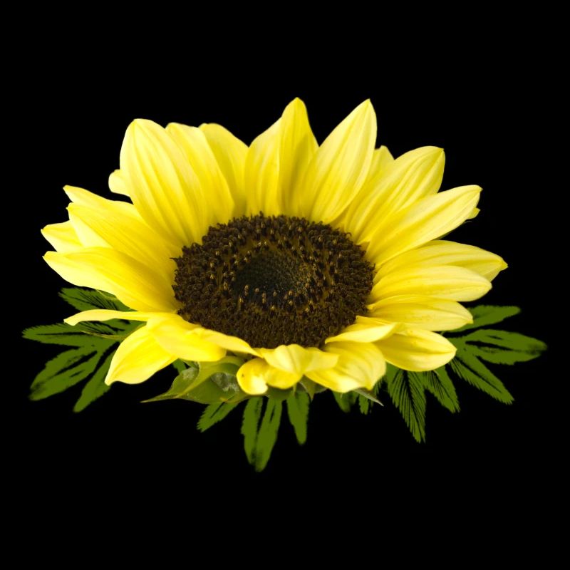 Sonnenblume