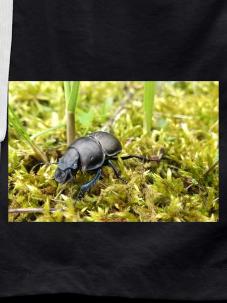 Dung beetle poster