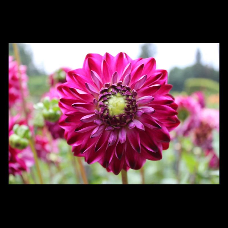Fleur de Dahlia rouge violet, fleur