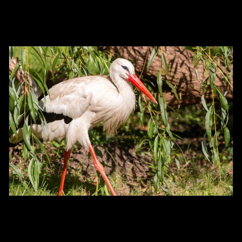 Weißstorch oder Klapperstorch