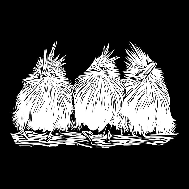 Funny funny birds