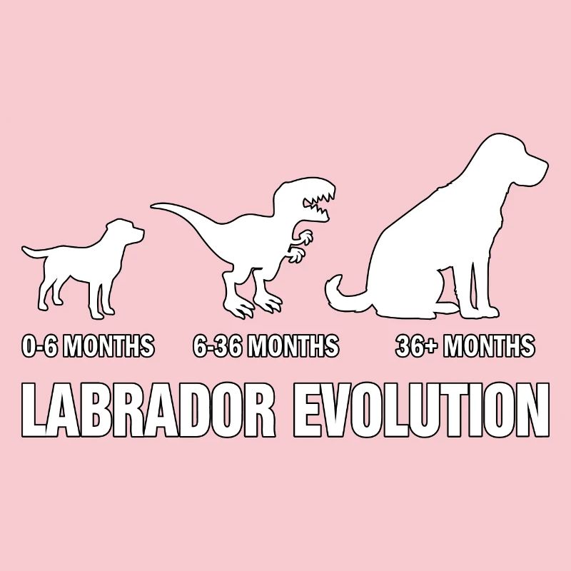 Évolution du Labrador