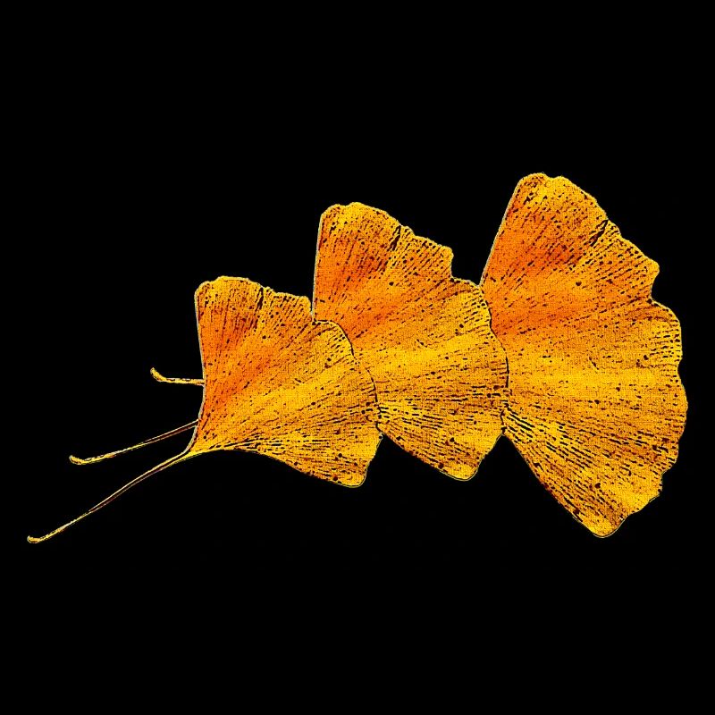 ginko blätter, blattmuster