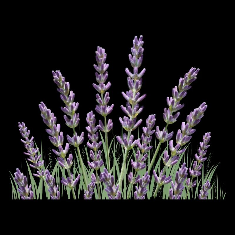 Lavender stalks Lavender