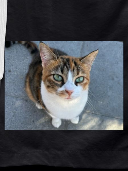 Wonder-cat