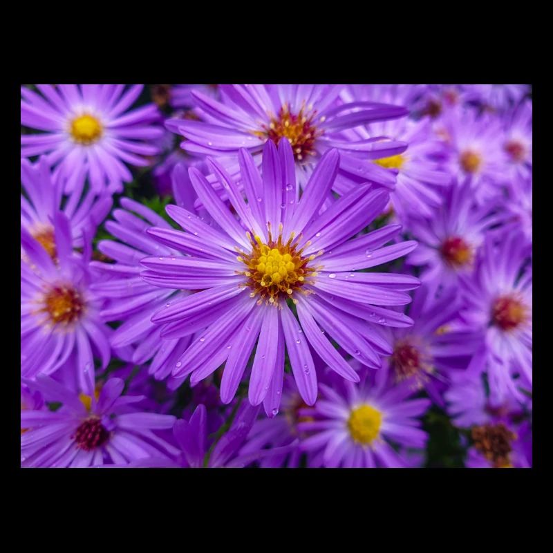 Neuengland-Aster auch behaartes Michaelmas-Gänseblümchen