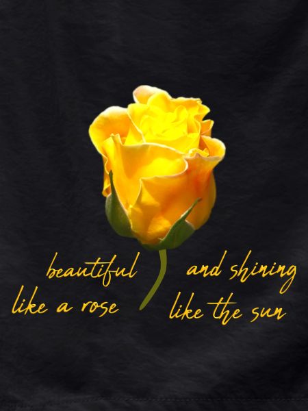 beautiful rose