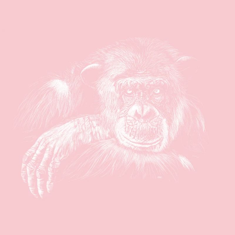 monkey