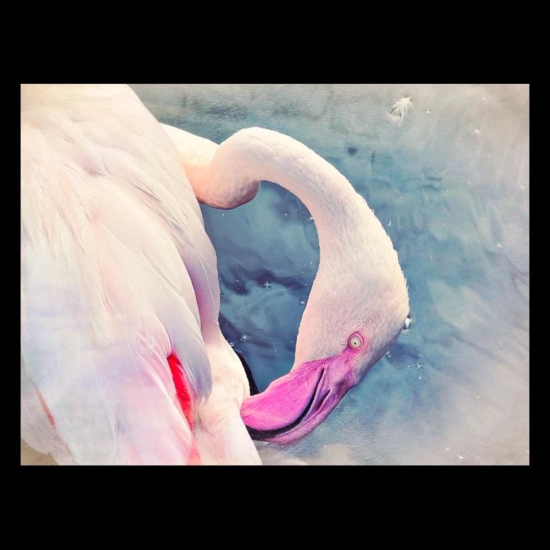 Flamant