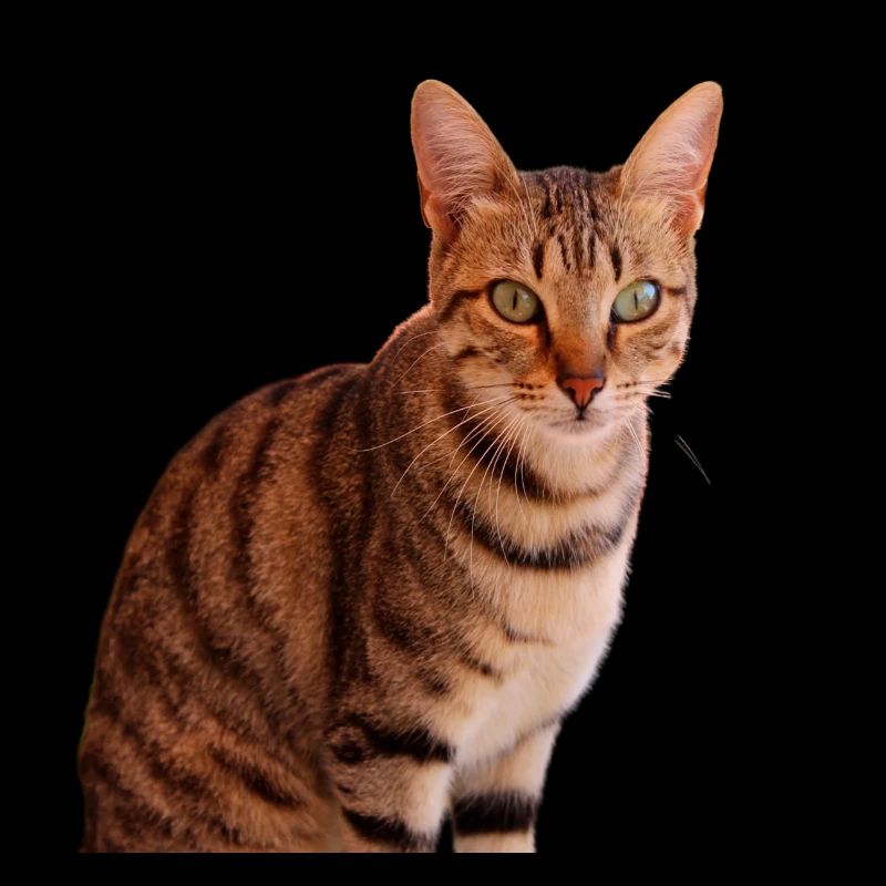 Chat chat chaton doux