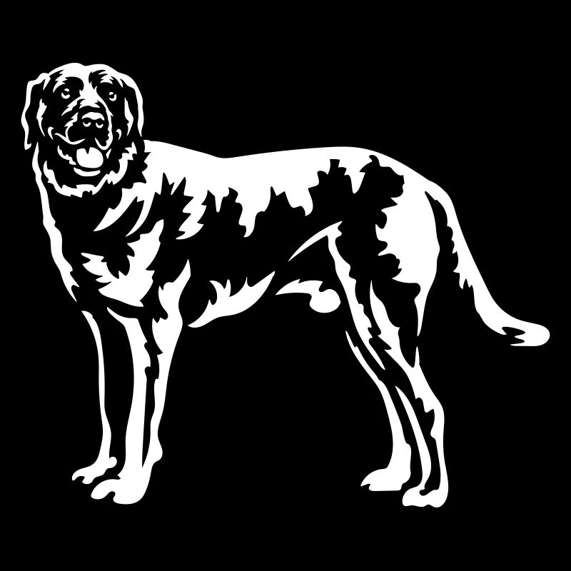 Chesapeake Bay Retriever « Black Edition »