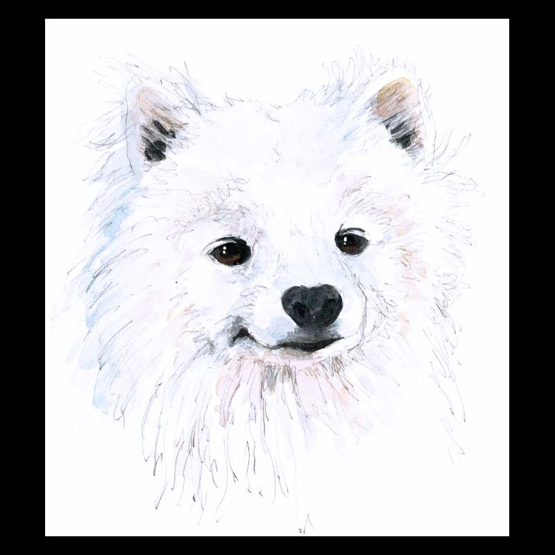 Junger Samojede - Portrait Handgezeichnet Aquarell