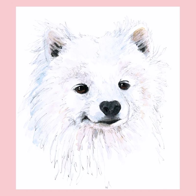 Junger Samojede - Portrait Handgezeichnet Aquarell