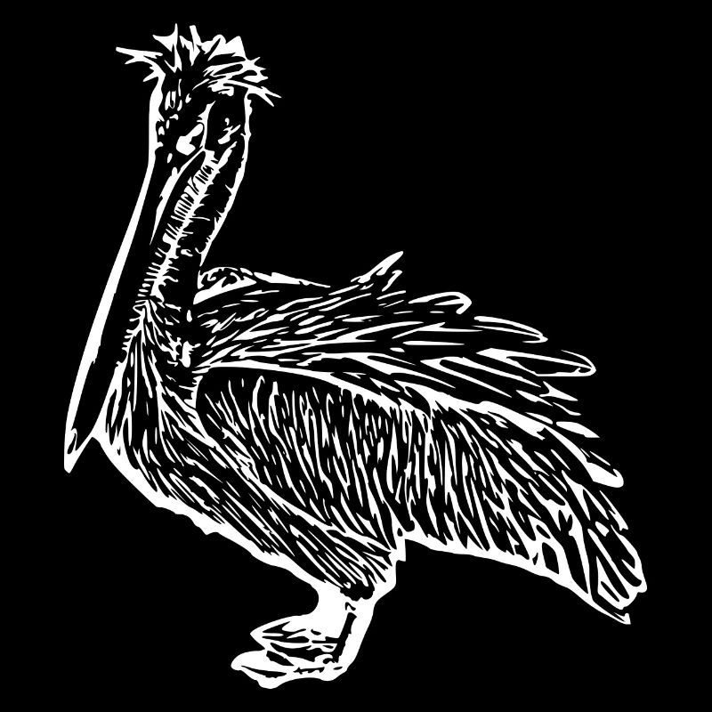 Pélicans Oiseaux Oiseaux Pelecanus