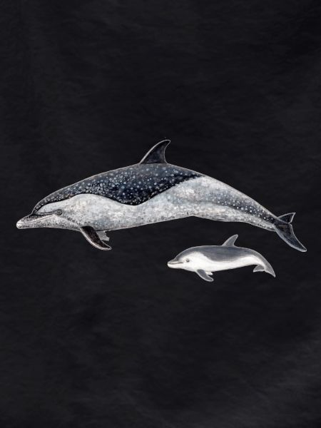 Spotted dolphin