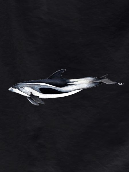 White-beaked dolphin - White beaked dolphin