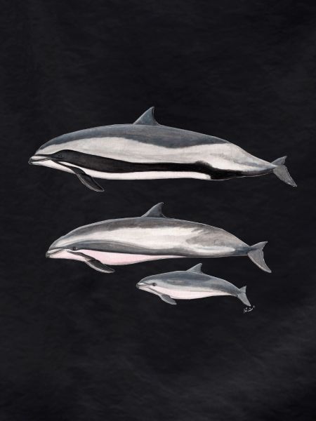 Fraser dolphin - Fraser's dolphin - Dauphin