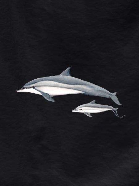 Dolphin acrobat - Long-beaked dolphin - Dauphin