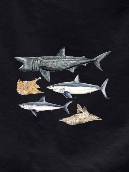 Sharks - Sharks - Requins