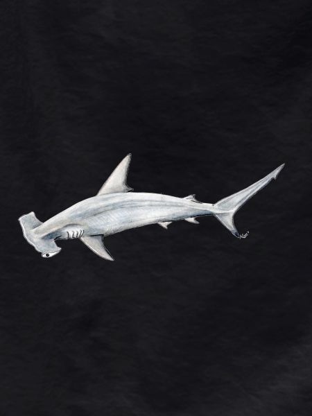 Tiburon martillon - Hammerhead shark - Requin