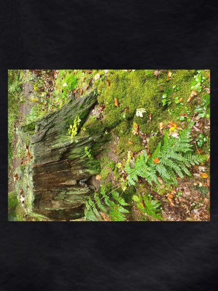 Autumn Forest