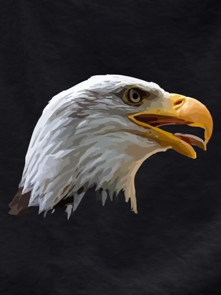 bald eagle