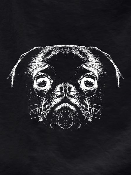 Mops / Gesicht / Kopf