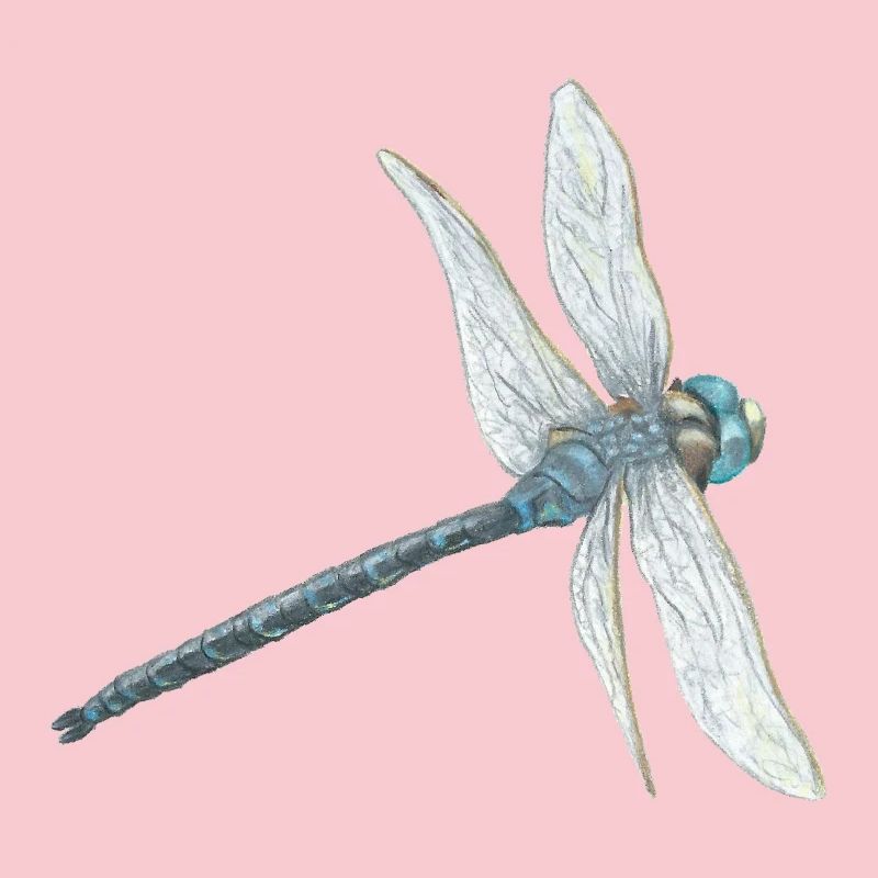 Illustration de libellule sarcelle
